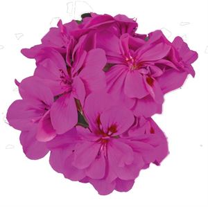 Bild von Geranium Hang P12 Double Moonflair Amethyst